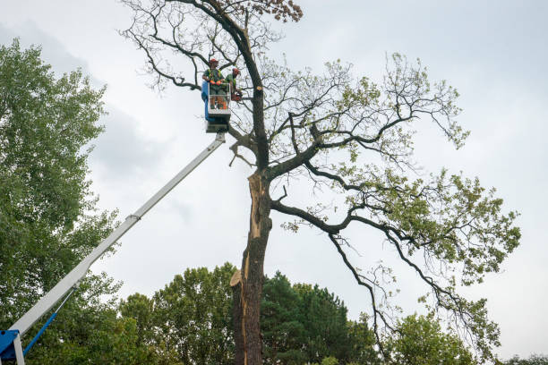 Best Best Tree Removal Services  in Steele, MO